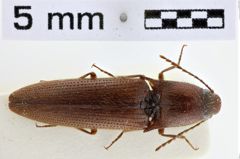 Foto (Dorsalansicht) von Metriaulacus formosanus (Miwa, 1927)